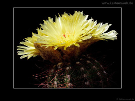 Notocactus ottonis