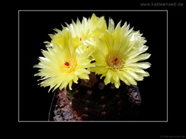 Notocactus ottonis