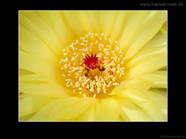 Notocactus ottonis