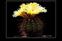 Notocactus ottonis