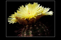 Notocactus ottonis