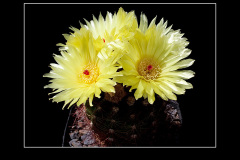 Notocactus ottonis