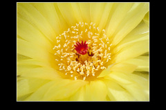 Notocactus ottonis