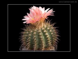 Notocactus roseoluteus