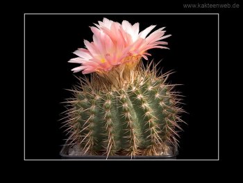Notocactus roseoluteus