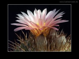 Notocactus roseoluteus