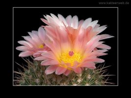 Notocactus roseoluteus