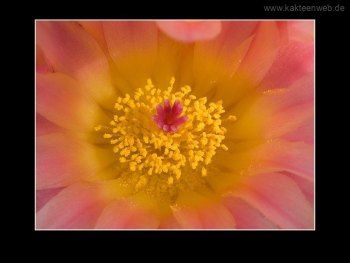 Notocactus roseoluteus