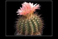 Notocactus roseoluteus