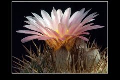 Notocactus roseoluteus