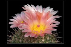 Notocactus roseoluteus