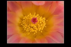 Notocactus roseoluteus