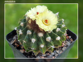 Notocactus sellowii