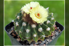 Notocactus sellowii