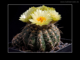 Notocactus uebelmannianus f. flaviflorus