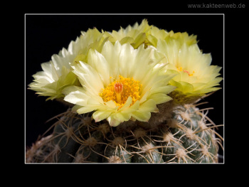 Notocactus uebelmannianus f. flaviflorus