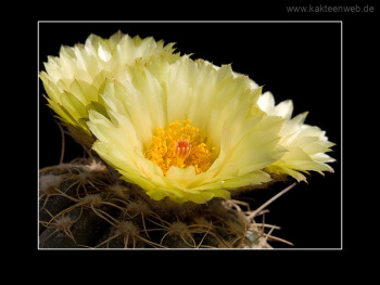 Notocactus uebelmannianus f. flaviflorus