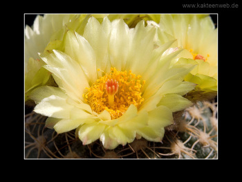 Notocactus uebelmannianus f. flaviflorus