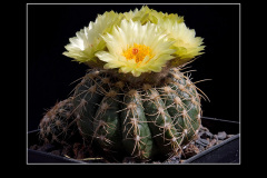 Notocactus uebelmannianus f. flaviflorus