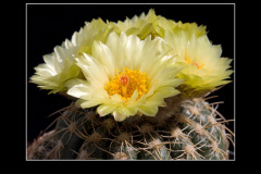 Notocactus uebelmannianus f. flaviflorus