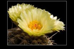 Notocactus uebelmannianus f. flaviflorus