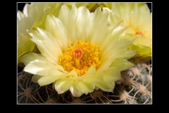 Notocactus uebelmannianus f. flaviflorus
