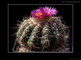 Notocactus uebelmannianus