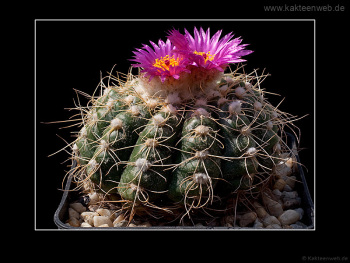 Notocactus uebelmannianus Notocactus uebelmannianus