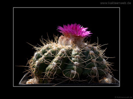 Notocactus uebelmannianus