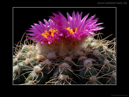 Notocactus uebelmannianus