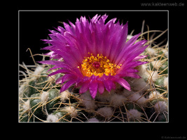 Notocactus uebelmannianus