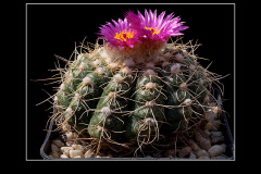 Notocactus uebelmannianus