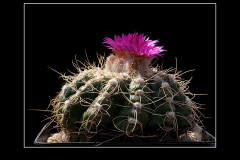 Notocactus uebelmannianus