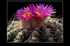 Notocactus uebelmannianus