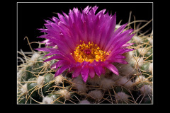 Notocactus uebelmannianus