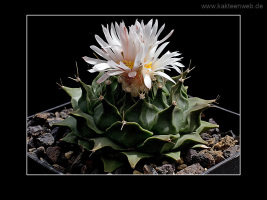 Obregonia denegrii