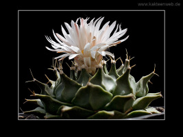 Obregonia denegrii