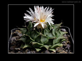 Obregonia denegrii