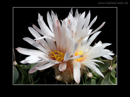 Obregonia denegrii