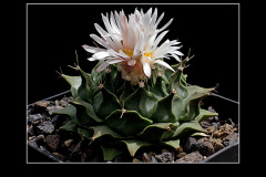 Obregonia denegrii
