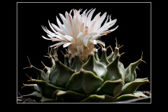 Obregonia denegrii