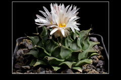 Obregonia denegrii