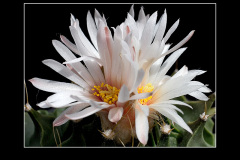 Obregonia denegrii