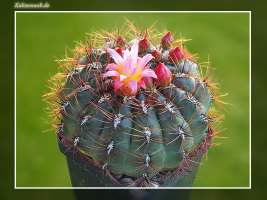 Oroya peruviana