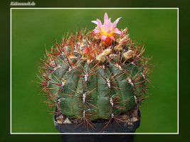 Oroya peruviana