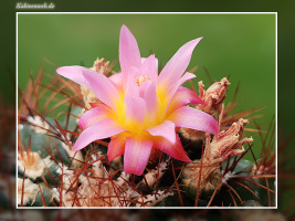 Oroya peruviana