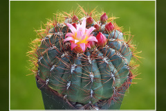 Oroya peruviana