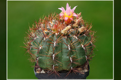 Oroya peruviana
