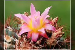 Oroya peruviana