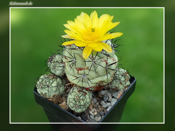 Ortegocactus macdougallii